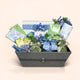 Bluebell